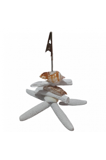 PORTE PHOTO OU CARTE DE VISITE A PINCE COQUILLAGE